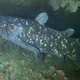 A rare sighting of a live coelacanth, captured off the coast of South Africa in 2019.